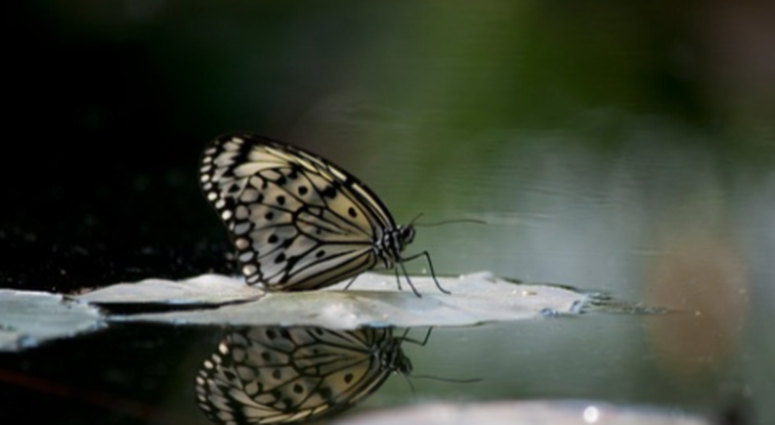 Schmetterlingsausstellung Im Botanischen Garten Augsburg News