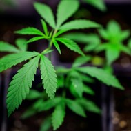 Drogenbeauftragter Blienert bittet Länder um Zustimmung zum Cannabis-Gesetz
