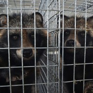 Forscher finden in Tieren von chinesischen Pelzfarmen dutzende Virusarten